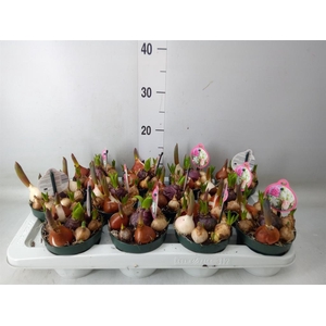Bolbloemen   ...mix in pot