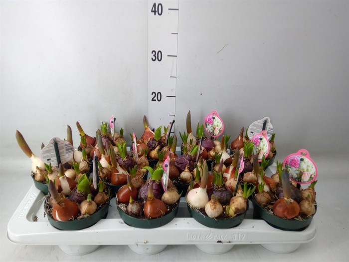 <h4>Bolbloemen ...mix in pot</h4>