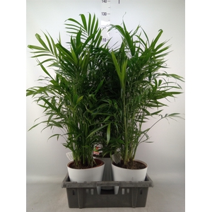 Chamaedorea cataractarum