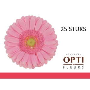 GE GR GLOSSY-Doosx25