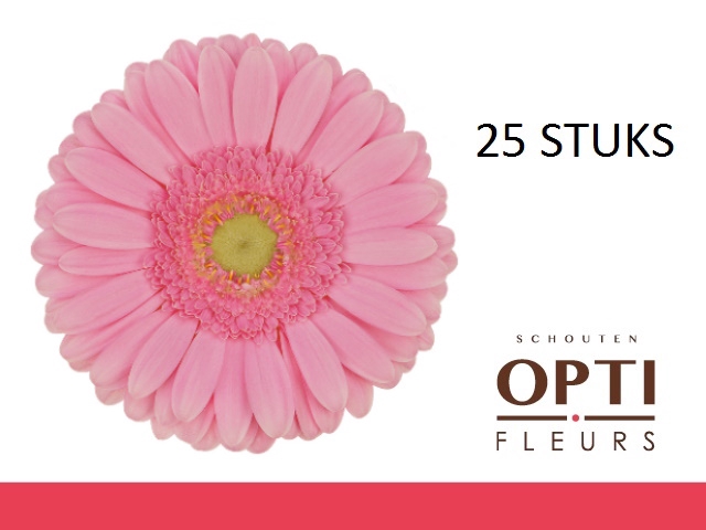 <h4>GE GR GLOSSY-Doosx25</h4>