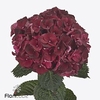 Hydrangea mag dark ruby