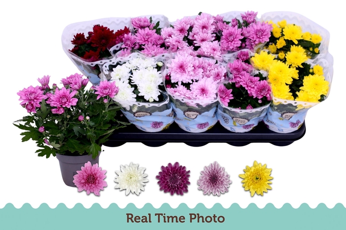 <h4>CHRYS GEVULDBL GEM</h4>