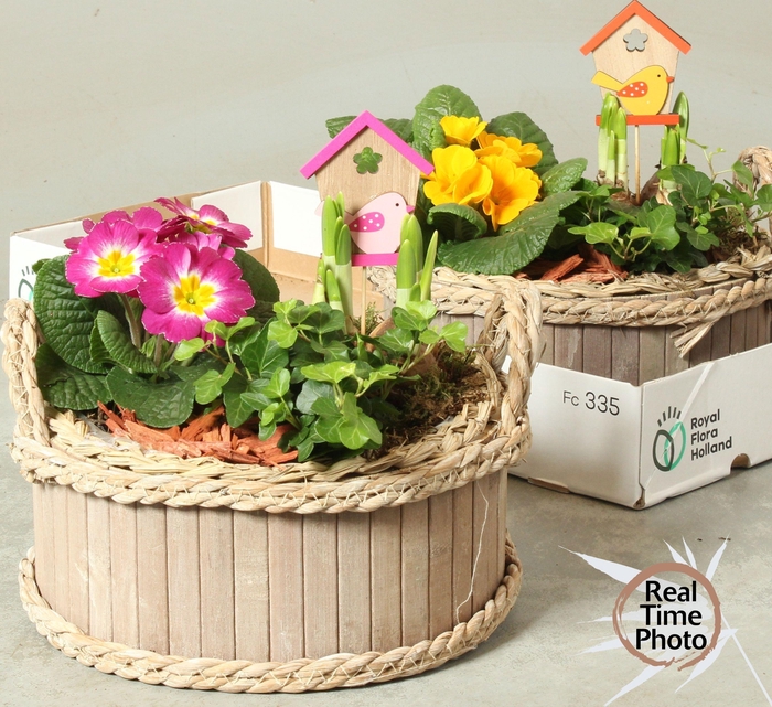 <h4>ARR TUINPLANTEN</h4>