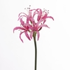AF Nerine L65cm Pink