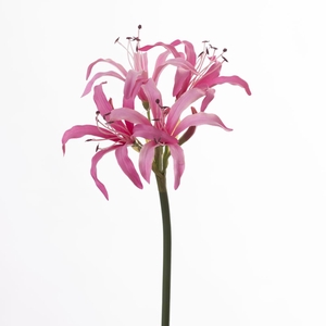 Af Nerine L65cm Pink