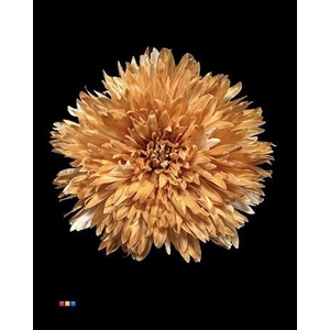 Chr G Undercover Latte