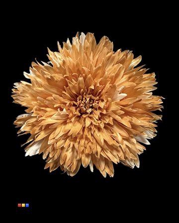 <h4>Chr G Undercover Latte</h4>