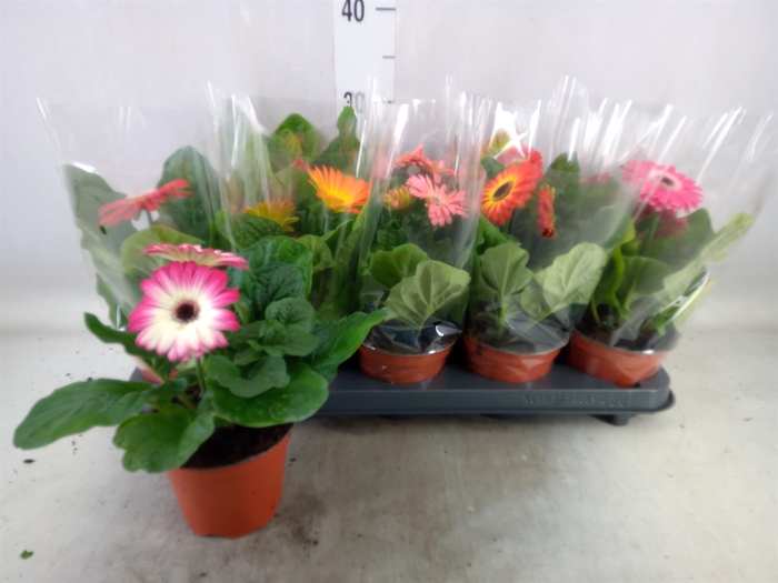 <h4>Gerbera   ...mix</h4>