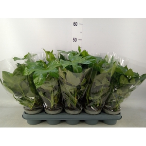 Fatsia japonica   ...