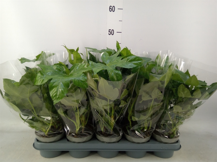 <h4>Fatsia japonica   ...</h4>