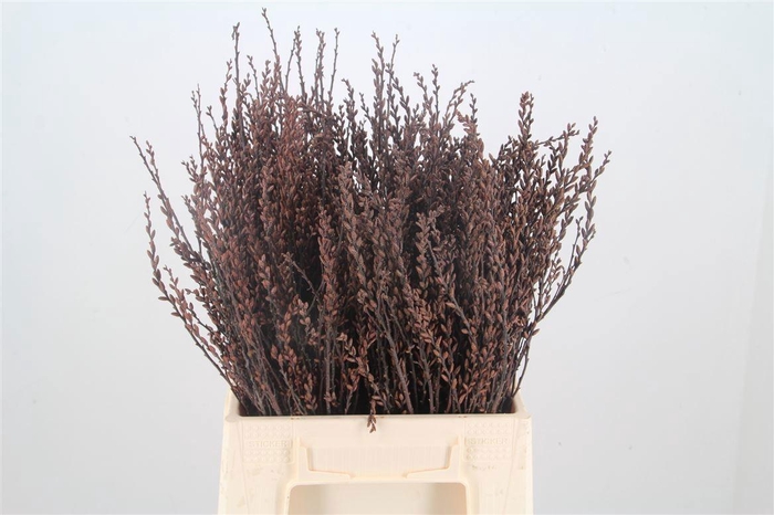 <h4>MYRICA GALE</h4>