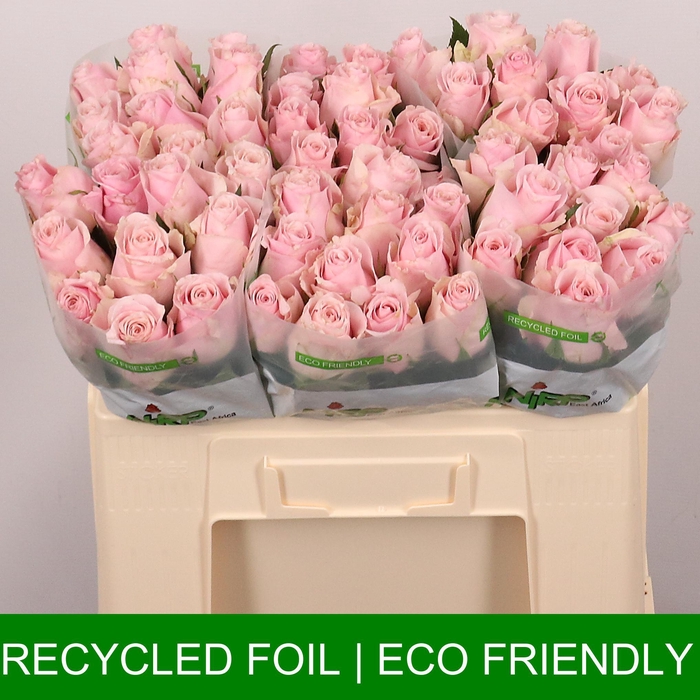 <h4>R GR ORGANZA</h4>