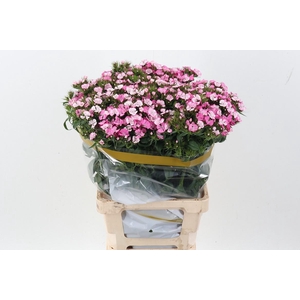 Di Barb Will Pi Magi