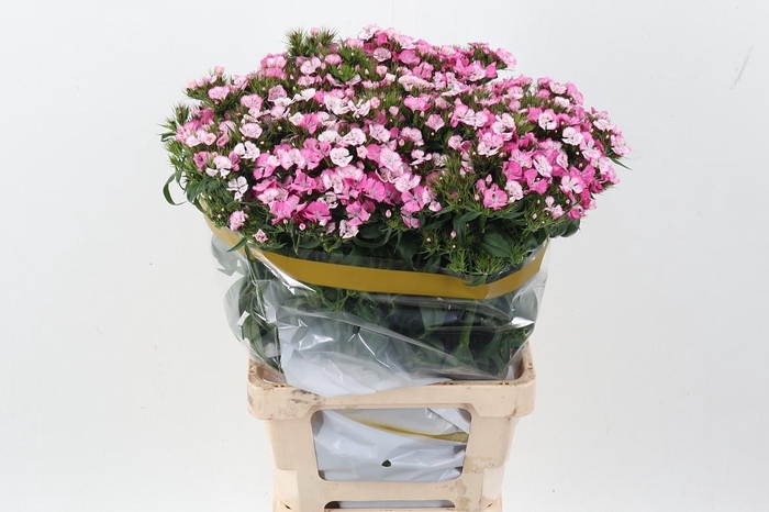 <h4>Di Barb Will Pi Magi</h4>