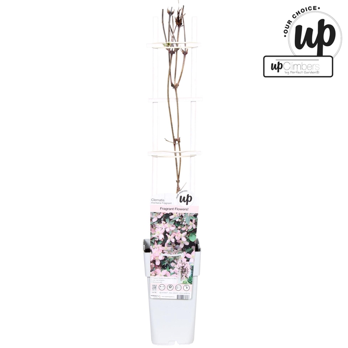 <h4>Clematis Montana</h4>