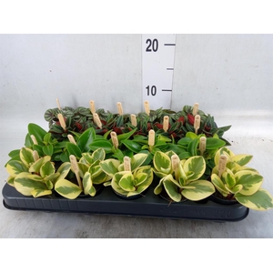 Peperomia   ...mix