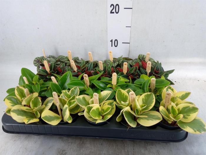 <h4>Peperomia   ...mix</h4>