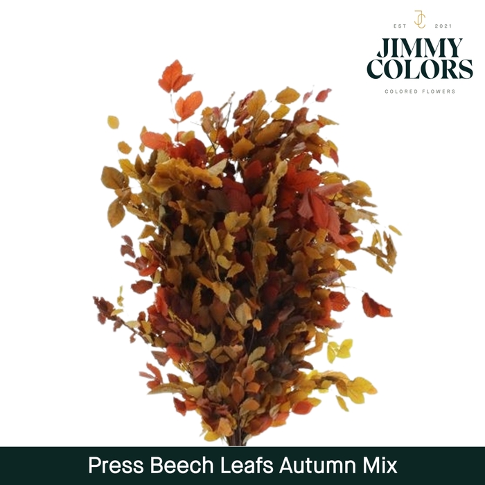 Press Beech Leafs  Autumn Mix