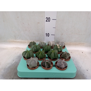 Astrophytum myriostigma