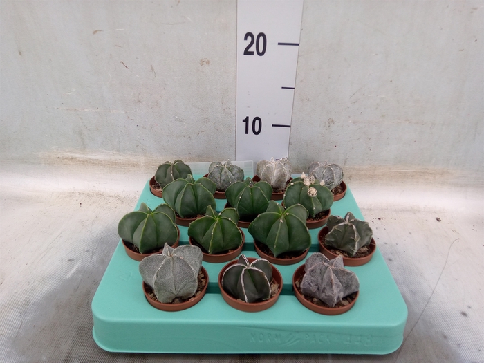 <h4>Astrophytum myriostigma</h4>