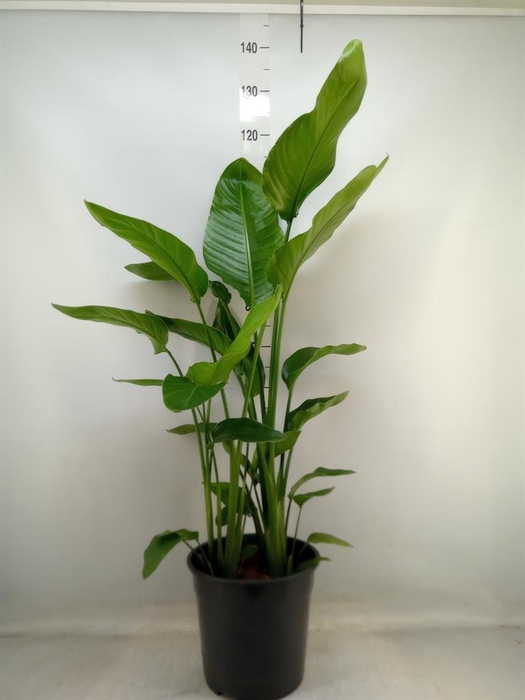 <h4>Strelitzia alba</h4>