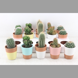 arr3 OV - Ker. Lima pearls cactus