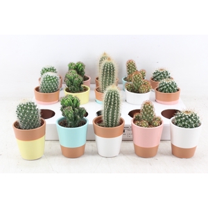 arr3 OV - Ker. Lima pearls cactus