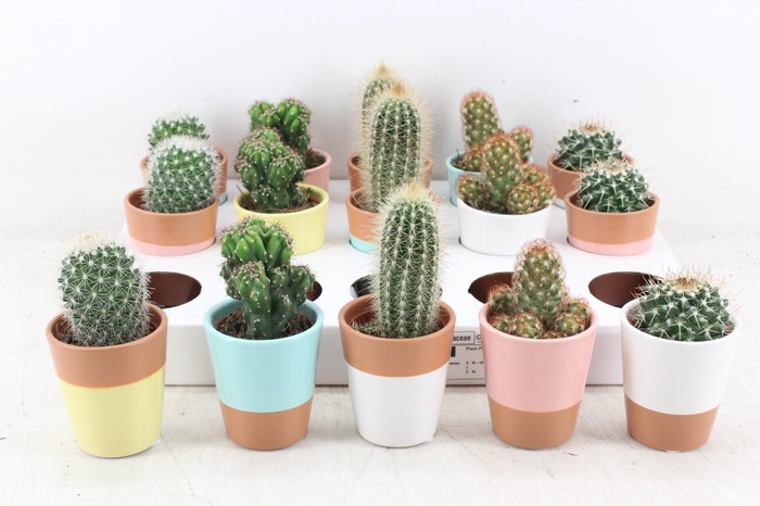 <h4>arr3 OV - Ker. Lima pearls cactus</h4>