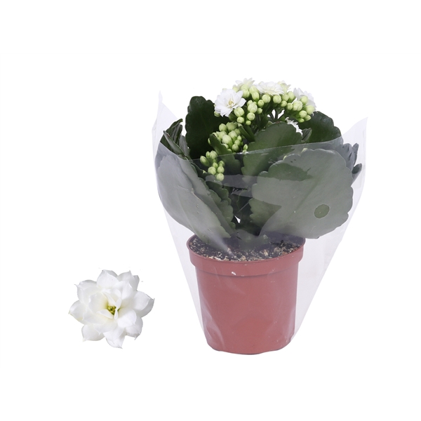 <h4>Kalanchoe Rosalina 07cm Don Dione wit wit, Blanco hoes</h4>