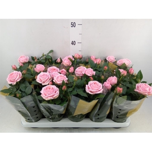 Rosa  'Adele Kordana Grande'