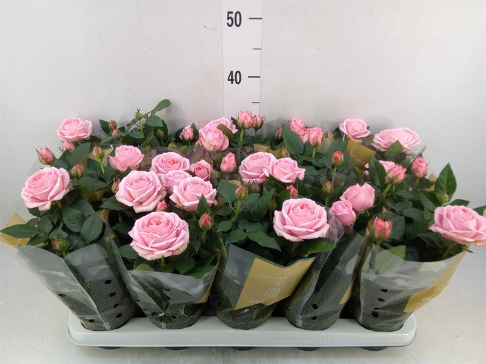 <h4>Rosa  'Adele Kordana Grande'</h4>