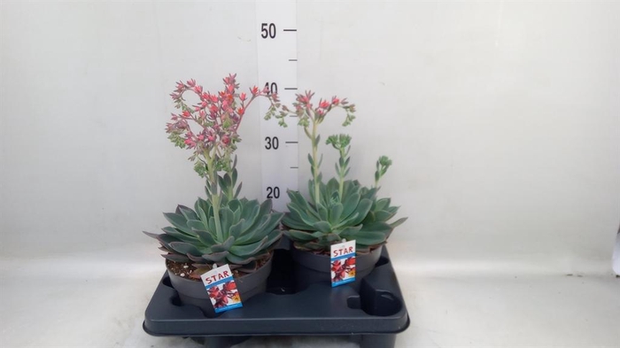 <h4>Echeveria 'Blue Prince'</h4>
