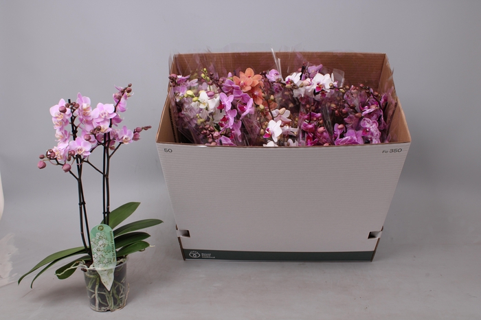 <h4>PHAL MF GEM 8 KL</h4>