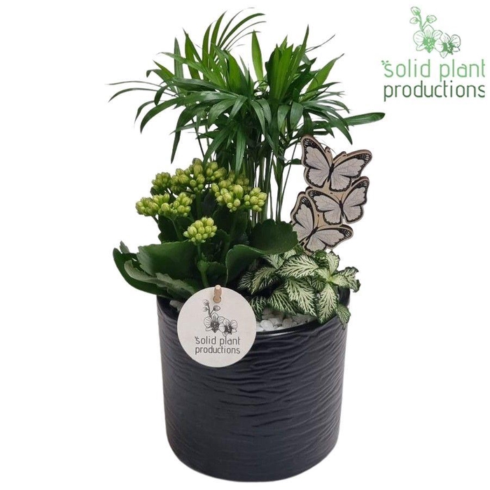 <h4>CH001 Amy Black</h4>