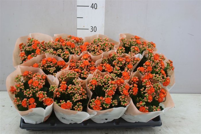 <h4>Kalanchoe Calandiva Oranje</h4>