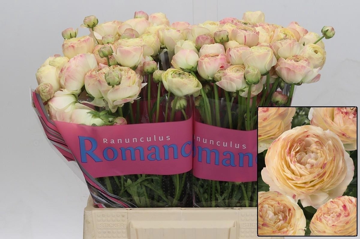 <h4>RAN ROMANCE HYDRA</h4>