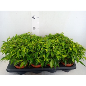 Ficus benja. 'Green Kinky'