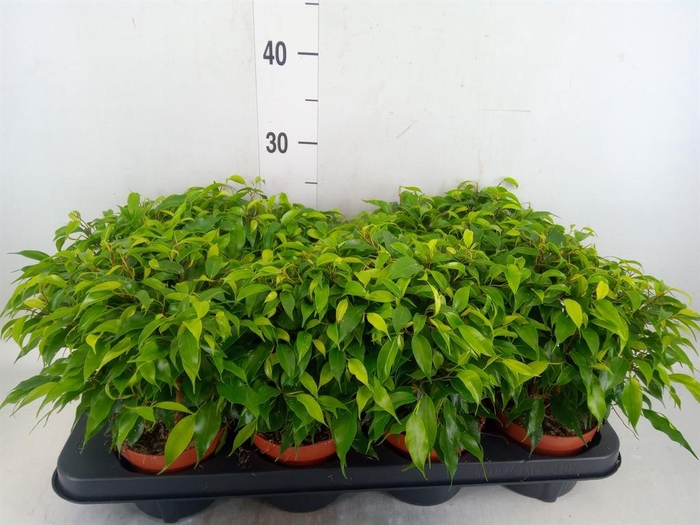 <h4>Ficus benja. 'Green Kinky'</h4>