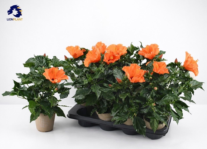 <h4>HIBIS SUNNY LUCCA</h4>