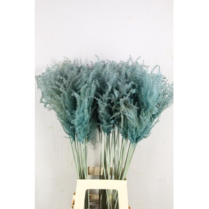 DF Miscanthus 90cm Light Blue