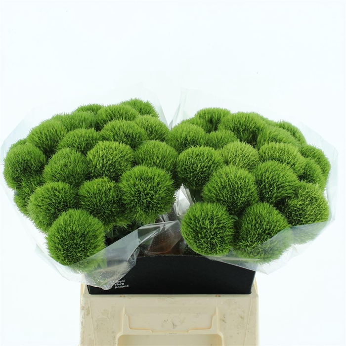 <h4>Di Barb Green Trick N L Extra</h4>