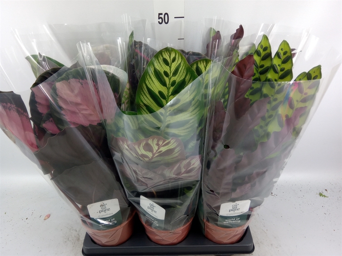 <h4>Calathea   ...mix</h4>