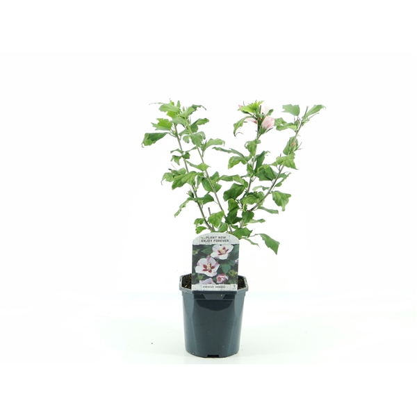 <h4>Hibiscus syr. Hamabo</h4>