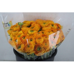 Ran Cloni Sup Solaris