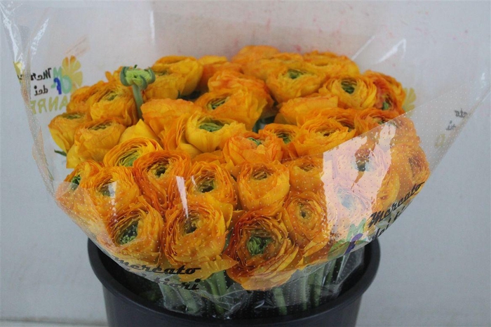 <h4>Ran Cloni Sup Solaris</h4>