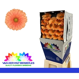 Germini Cava Diamond