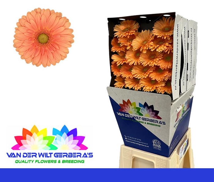 <h4>Germini Cava Diamond</h4>