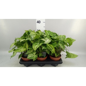 Syngonium 'Arrow'