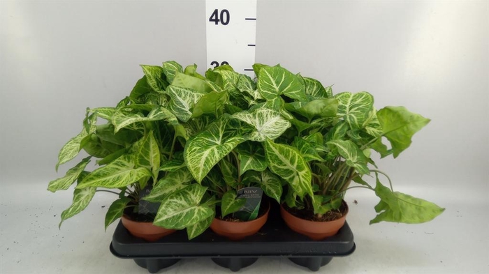 <h4>Syngonium  'Arrow'</h4>